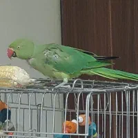 ملنگو ماده