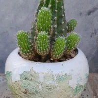 ۳ عدد گلدان کاکتوس