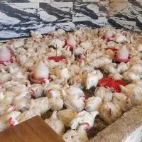 مرغ زنده قیمت258/000 شنبه تاریخ4/27حامدشکری