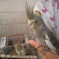 عروس هلندی