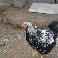 خروس ویاندوت نژاد وارداتی
