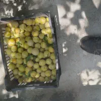 الو زرد تازه