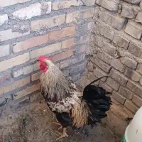 خروس