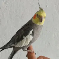 عروس هلندی مولد جفت