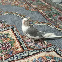 عروس هلندی گم شده