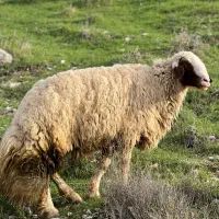 شک میه ورن قوچ