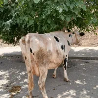گاو آرشیدا