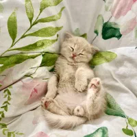 گربه های اشرافی