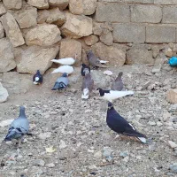 کبوتر