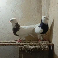کفتر درجه یک