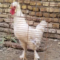 فروش سه تا خروس سلطان