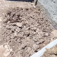 بار گاو