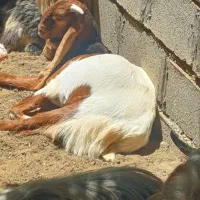 بیگ|حیوانات مزرعه|اندیکا, |دیوار