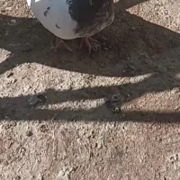 کبوتر کلدار۳تا
