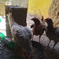 مرغ لاری و سفید تخم کنی