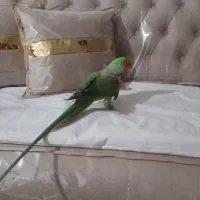 شاه طوطی