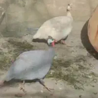 مرغ شاخ دار گم شده