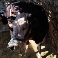 گاو سیمنتال