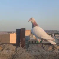 عروسک