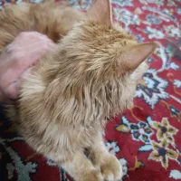 واگذاری گربه پیشی