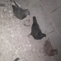 کبوتر|پرنده|ریگ, |دیوار