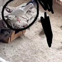 کفتر|پرنده|بررود, |دیوار