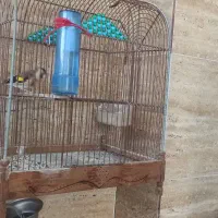 سهره ماده
