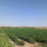 فروش زمین با مجوز احداث سردخانه