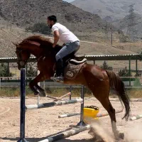 اموزش سوارکاری و پانسیون اسب