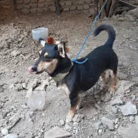سگ پا کوتاه گرگی میکس