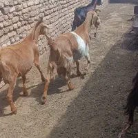 بز پاکستانی دورگه شیرا وسانن
