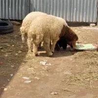 ۲عددبره نره سرحال قصابی کیلوی فروشن