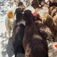 بره سراب تازه تضمینی سالم زنده