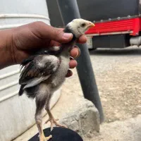 مرغ و خروس لاری