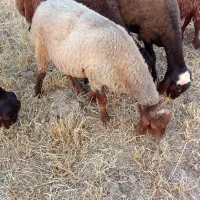 بره ماده