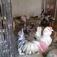 مرغ گلین و جوجه