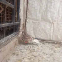 کبوتروخروس لاری