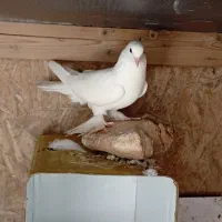 کبوتر|پرنده|جم, |دیوار