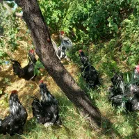 مرغ وخروس وجوجه گلین