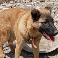 سگ ژرمن نگهبان ۷ ماهه 4000000