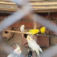 یک جفت مرغ عشق با قفس