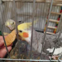 جفت عروس هلندی سخنگو دستی کارداده