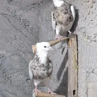 تعدادی کفتر