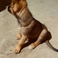توله نر ژرمن
