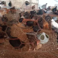 حیوانات مزرعه