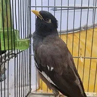 مرغ میناگمشده