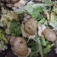 حلزون طبی