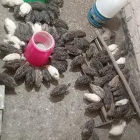 بلدرچین تخم گذار