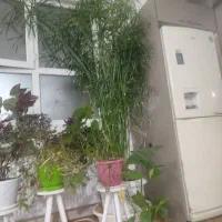 نخل مردابی بلند و جون دار