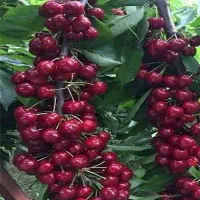 نهالستان کاظمی کشت انواع نهال مثمر و غیر مثمر